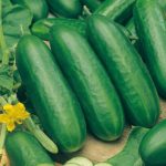 Cucumber Socrates F1 Seeds