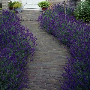 English Lavender Hidcote