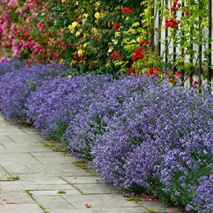 English Lavender Hidcote