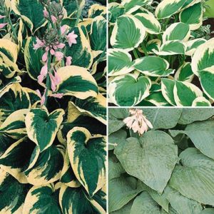 Hardy Hosta Collection