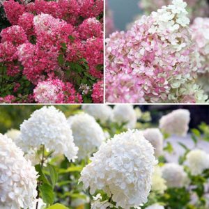 Hydrangea paniculata Collection