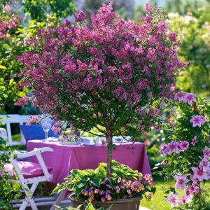 Lilac Syringa Palibin Standard