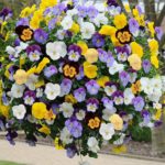 Pansy Cool Wave Hanging Basket