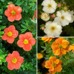 Potentilla Collection