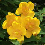 Potentilla Yellow