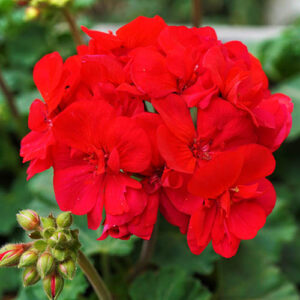 Geranium Zonal Ultimate Red