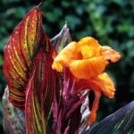 Canna Tropicanna