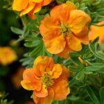 Potentilla fruticosa Double Punch Tango