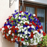 Hanging Basket Rattan Petunia Union Jack 14