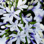 Agapanthus Fireworks