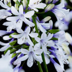 Agapanthus Fireworks