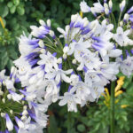 Agapanthus Twister