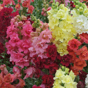 Antirrhinum Mini Butterflies Mix