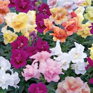 Antirrhinum Twinny Mix