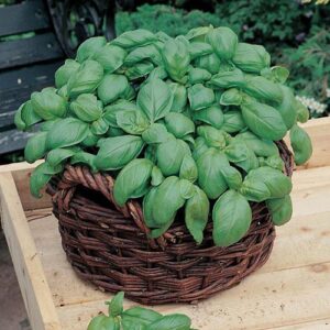 Basil Sweet Seeds