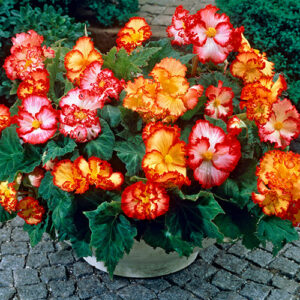 Begonia Marginata Mix