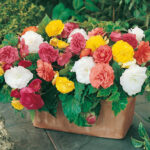 Begonia Non Stop Mix