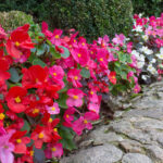 Begonia Sahara