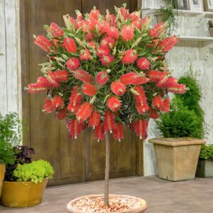 Callistemon viminalis Standard