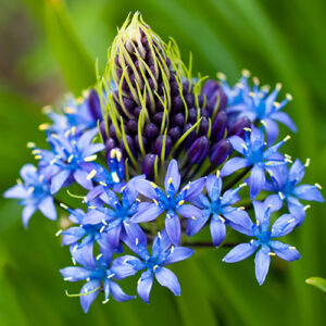 Caribbean Lily Scilla peruviana