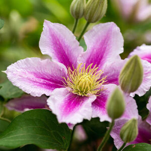 Clematis Piilu 9cm x3