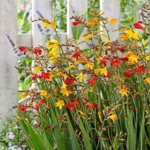 Crocosmia - Montbretia