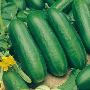 Cucumber Socrates F1 Seeds