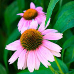 Echinacea purpurea Magnus