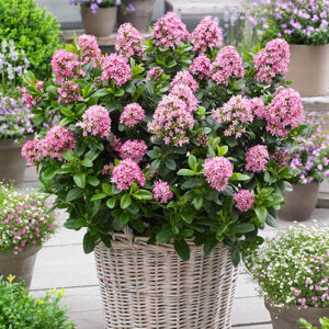 Escallonia Pink Elle