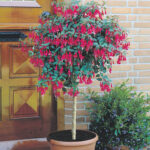 Flowering Fuchsia Tree