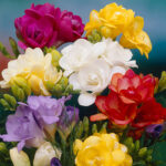 Freesias Bulb Collection