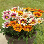 Gazania Firecracker