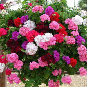 Geranium Rosebud Trailing Collection