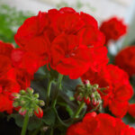 Geranium Summer Lovers