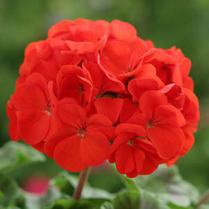 Geranium Zonal Ultimate Red