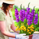 Gladiolus & Freesia Drop-In Bulb Pack