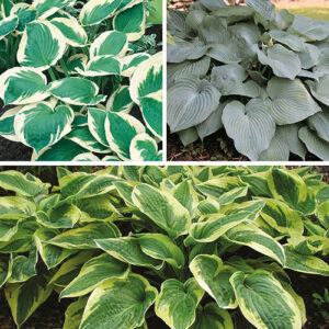 Hardy Hosta Collection