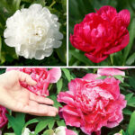 Hardy Peony Collection