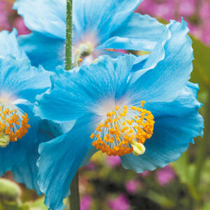 Himalayan Blue Poppy