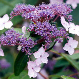 Hydrangea Villosa Velvet and Lace