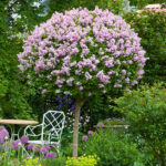 Lilac Syringa Palibin Standard