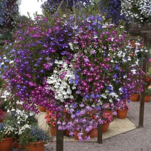 Lobelia Fountain Mix