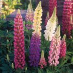 Lupin Festival Mixed Seeds