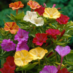 Marvel of Peru - Mirabilis jalapa