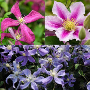 Mid Season Flowering Clematis Collection 9cm x 3