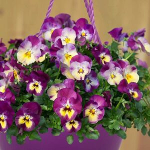 Pansy Cool Wave Raspberry Swirl Mix Hanging Basket