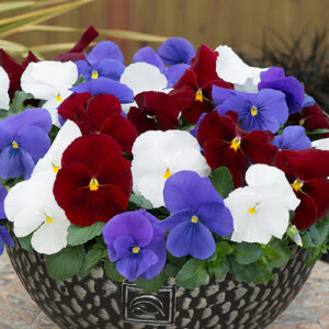 Pansy Matrix Britannia Mix