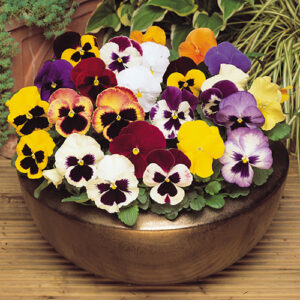 Pansy Matrix Mix