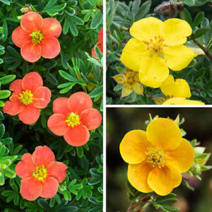 Potentilla Collection