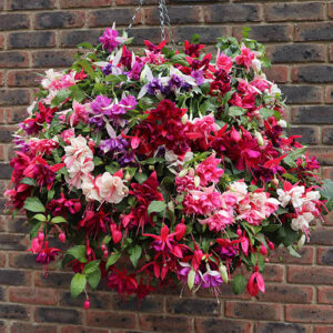 Premium Pre-planted Fuchsia Trailing Rattan Basket